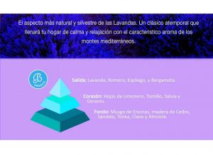 piramide-olfativa-lavanda-bolesdolor