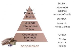 bois-sauvage-piramide-olfativa-lampeberger
