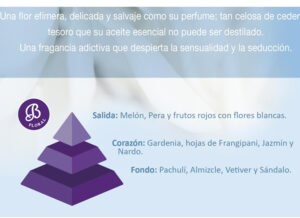 gardenia-piramide-olfativa