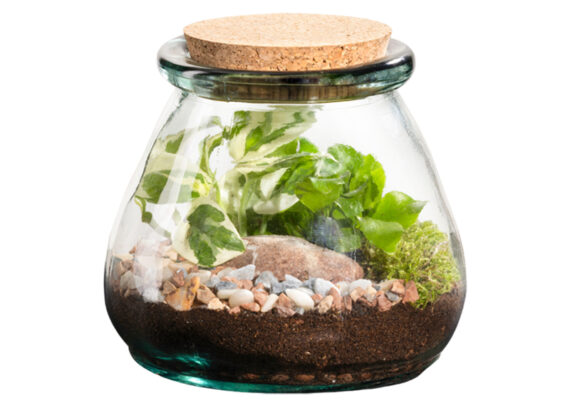 terrario-vegetal-pequeño