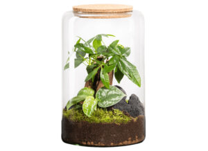terrario-vegetal-tienda-madrid