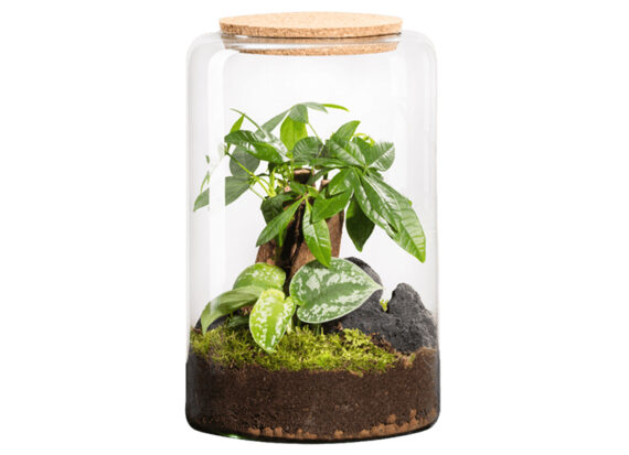 terrario-vegetal-tienda-madrid