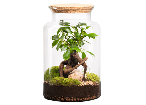 terrario-planta-ginseng-tienda-madrid