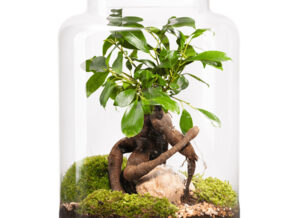 terrario-planta-ginseng-tienda-madrid-detalle