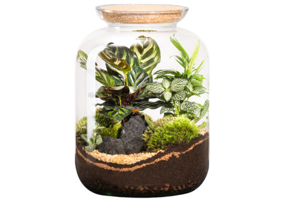 terrario-plantas-cerrado