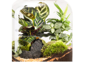 terrario-plantas-cerrado-detalle