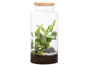 terrario-vegetal-eterno